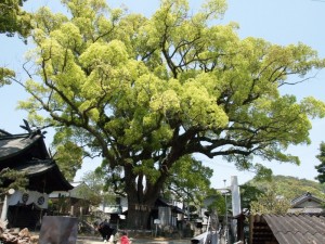 艮（うしとら）神社の楠