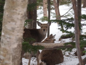 ２頭のシカ