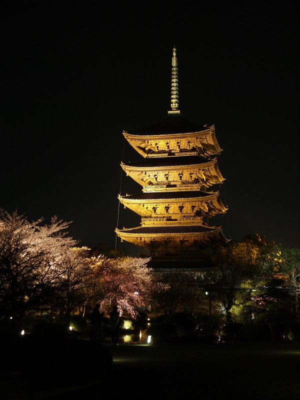 東寺の五重塔と桜