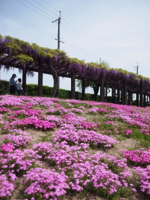 藤棚と芝桜