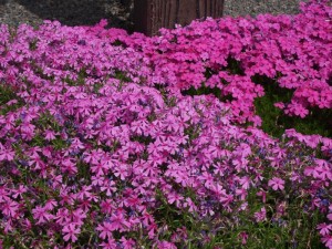 芝桜