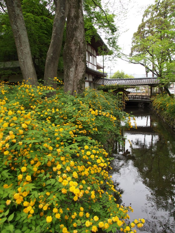 松尾大社の山吹