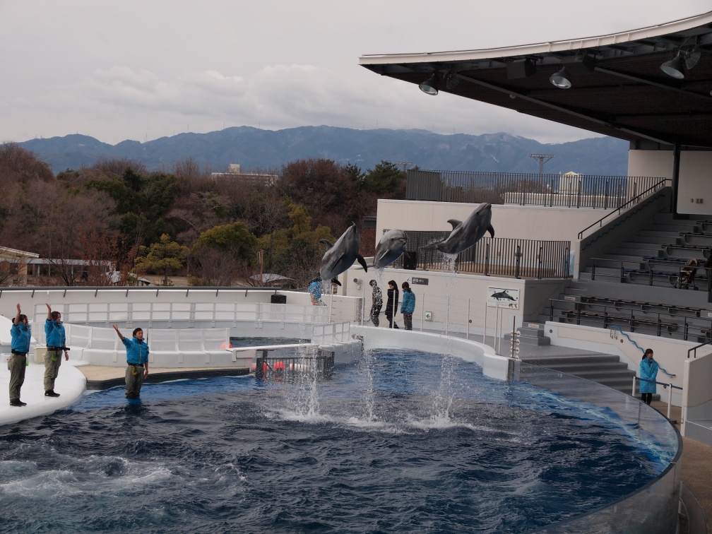 京都水族館のイルカ