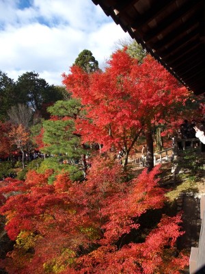東福寺の紅葉（３）