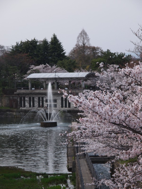 琵琶湖疏水の噴水と桜